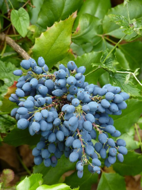 Mahonia aquifolium fruits P3 P14 P16 P30